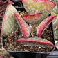 Adromischus Triflorus Calico Hearts