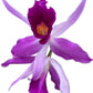 Laeliocattleya Edissa