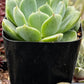 Echeveria Sofia