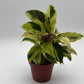 Calathea Yellow Fusion