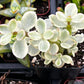 Portulacaria Afra Elephant Bush