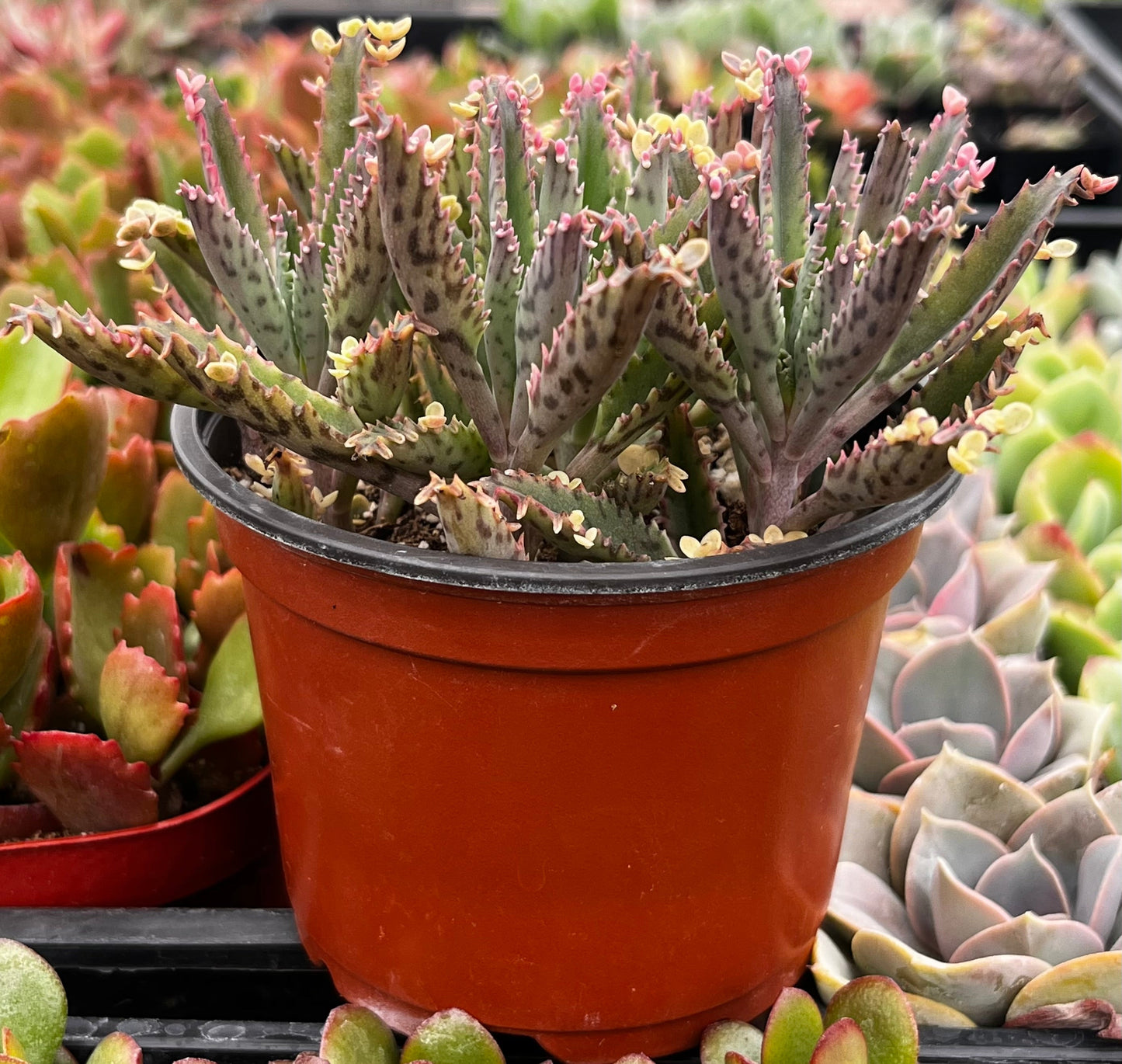 Mother of Millions