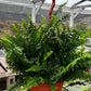 Indoor Hanging Fern Plant