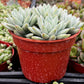 Echeveria Lilac Mist
