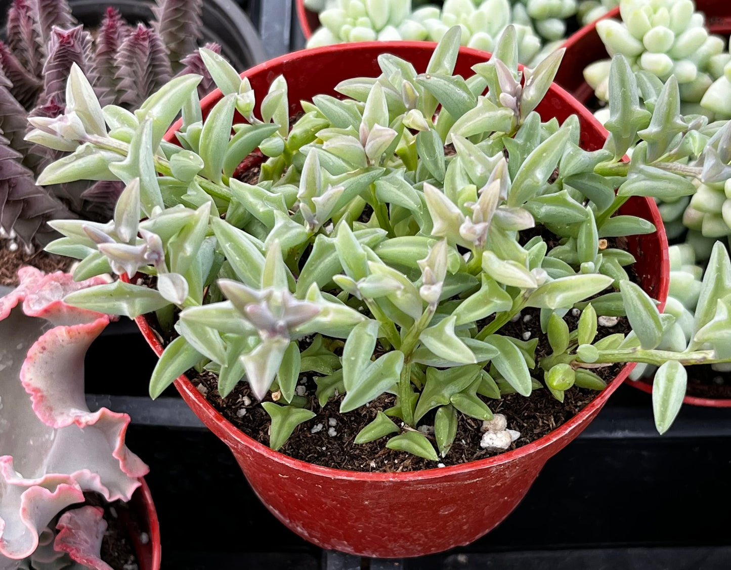 String of Dolphins