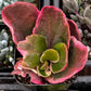 Kalanchoe Blossfeldiana