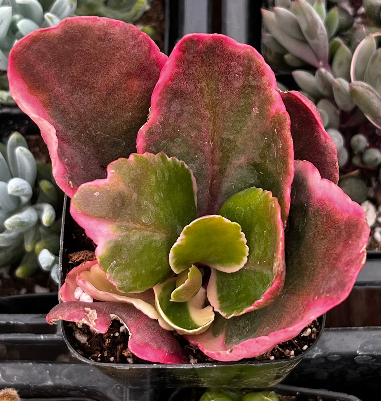 Kalanchoe Blossfeldiana