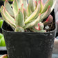 Crassula Candy Cane