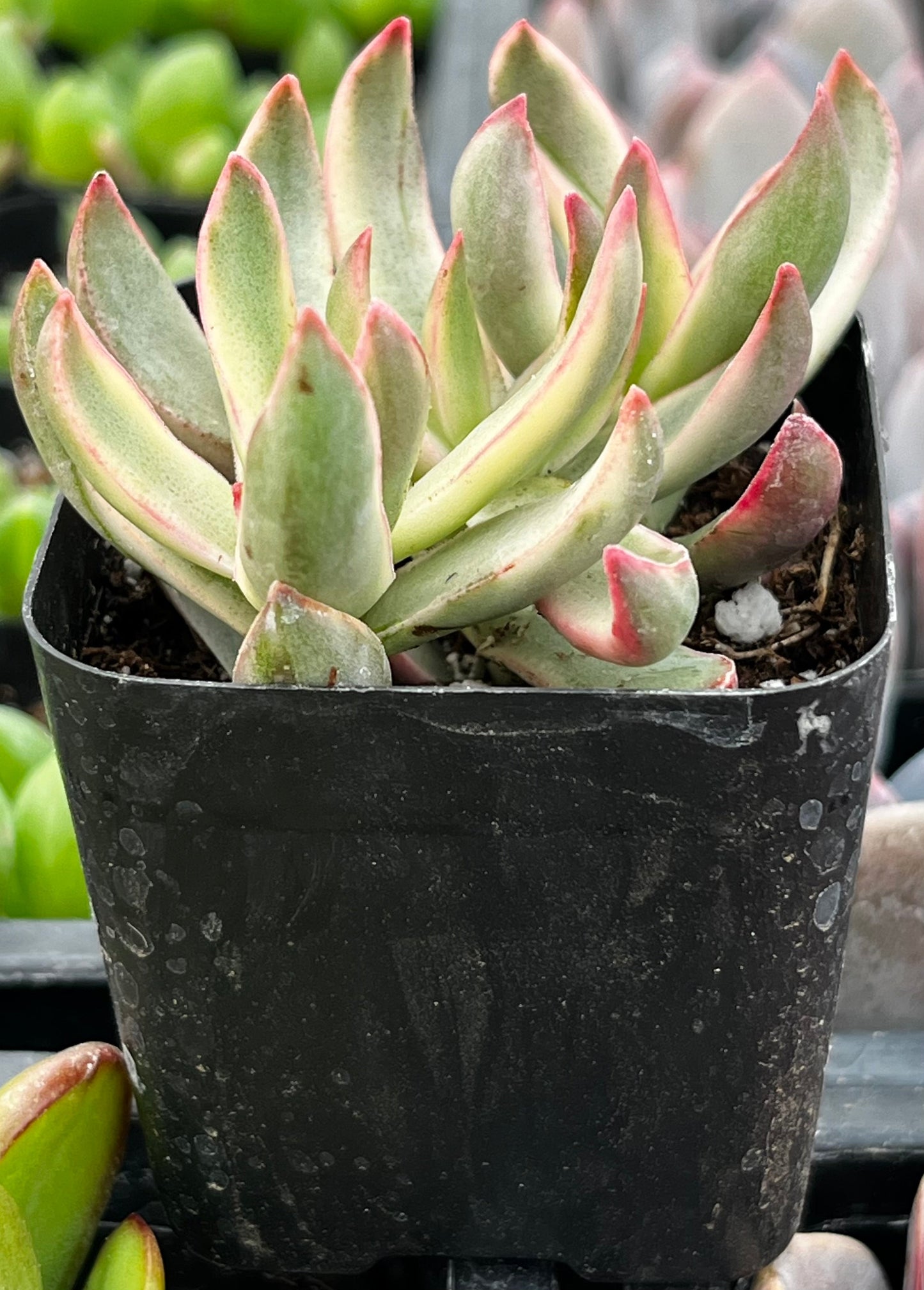 Crassula Candy Cane