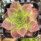 Sempervivum Strawberry Kiwi