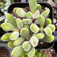 Crassula Congesta Green Beans