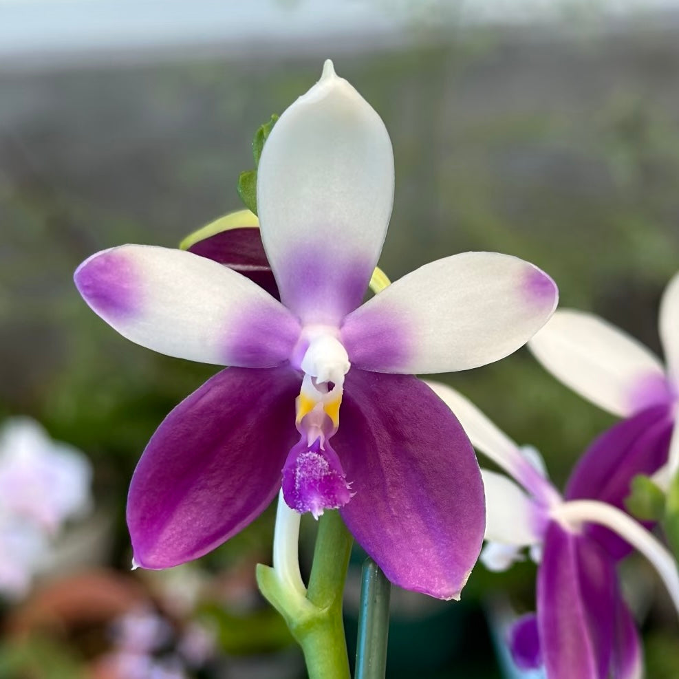 Phalaenopsis Lioulin Blue Jenny ‘Blue Dolphin’