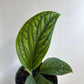 Monstera Pinnatipartita
