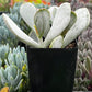 Cotyledon Orbiculata Pig's Ear