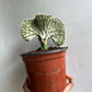 Mermaid Tail Cactus