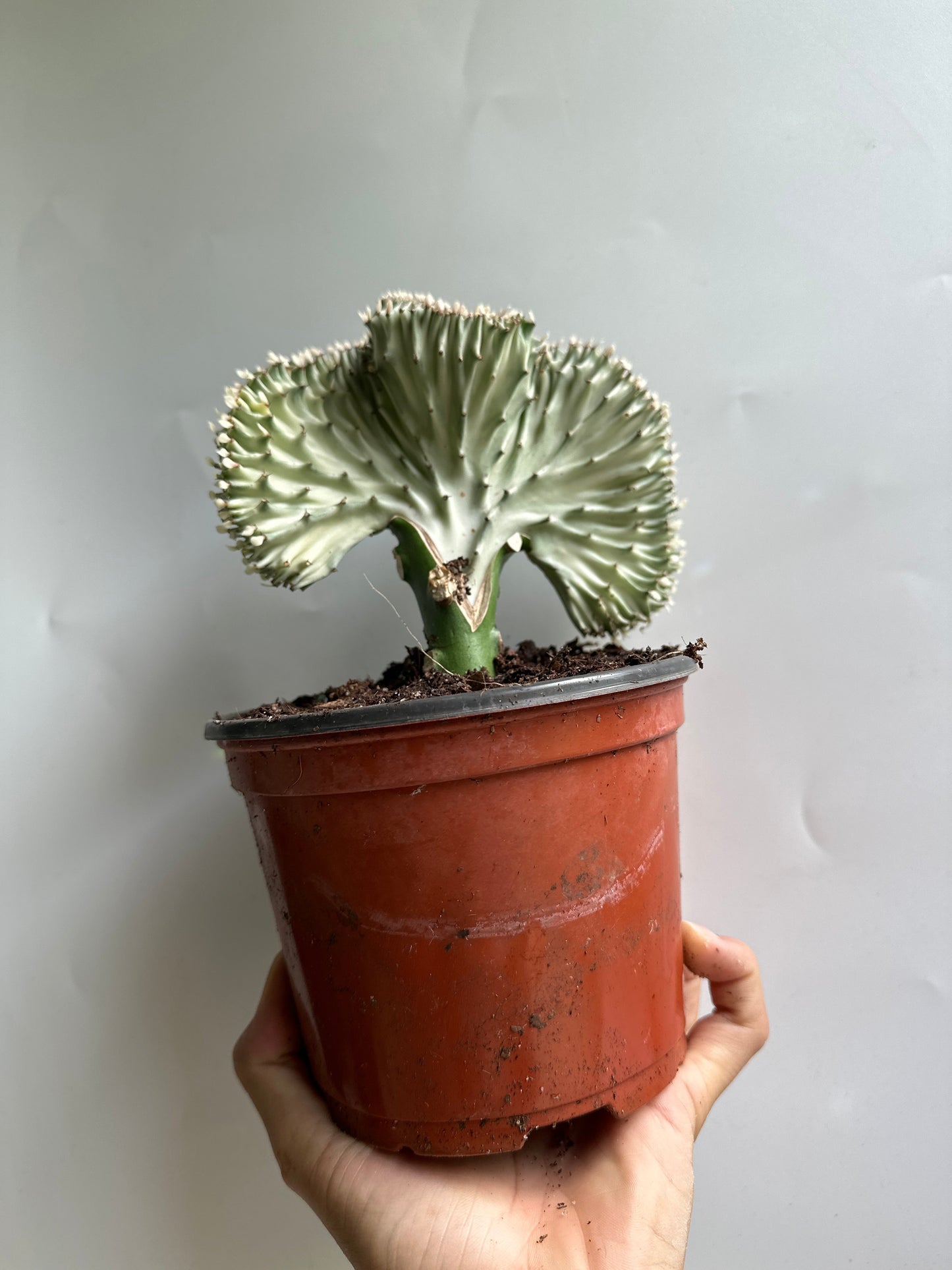Mermaid Tail Cactus