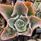 Echeveria Domingo