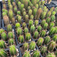 #EC01 EXACT Three Packs of Trichocereus Lost Label Cactus Seedlings 3-4"