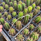 #EC01 EXACT Three Packs of Trichocereus Lost Label Cactus Seedlings 3-4"