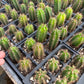 #EC01 EXACT Three Packs of Trichocereus Lost Label Cactus Seedlings 3-4"