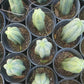 #EC06 Exact Trichocereus Pachanoi Jiimz Juul Cactus CUTTINGS and Potted 6-24"