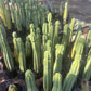 #EC06 Exact Trichocereus Pachanoi Jiimz Juul Cactus CUTTINGS and Potted 6-24"