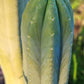 #EC06 Exact Trichocereus Pachanoi Jiimz Juul Cactus CUTTINGS and Potted 6-24"