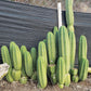 #EC06 Exact Trichocereus Pachanoi Jiimz Juul Cactus CUTTINGS and Potted 6-24"