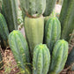 #EC06 Exact Trichocereus Pachanoi Jiimz Juul Cactus CUTTINGS and Potted 6-24"