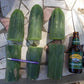 #EC06 Exact Trichocereus Pachanoi Jiimz Juul Cactus CUTTINGS and Potted 6-24"