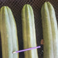 #EC06 Exact Trichocereus Pachanoi Jiimz Juul Cactus CUTTINGS and Potted 6-24"