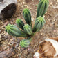 #EC06 Exact Trichocereus Pachanoi Jiimz Juul Cactus CUTTINGS and Potted 6-24"