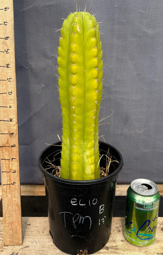 #EC10 EXACT Trichocereus Pachanoi Monstrose TPM Cactus 10"