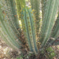 #EC107 EXACT Trichocereus Bridgesoid "SunSpine" cutting