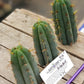#EC107 EXACT Trichocereus Bridgesoid "SunSpine" cutting