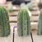 #EC107 EXACT Trichocereus Bridgesoid "SunSpine" cutting