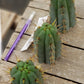 #EC107 EXACT Trichocereus Bridgesoid "SunSpine" cutting