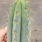 #EC107 EXACT Trichocereus Bridgesoid "SunSpine" cutting