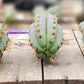 #EC107 EXACT Trichocereus Bridgesoid "SunSpine" cutting