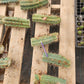 #EC107 EXACT Trichocereus Bridgesoid "SunSpine" cutting
