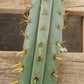 #EC107 EXACT Trichocereus Bridgesoid "SunSpine" cutting