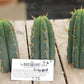 #EC107 EXACT Trichocereus Bridgesoid "SunSpine" cutting