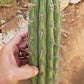 #EC112 EXACT Trichocereus Cuzcoensis Cactus CUTTING 10-12" approx