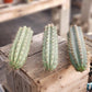 #EC112 EXACT Trichocereus Cuzcoensis Cactus CUTTING 10-12" approx