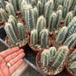 #EC118 Pilocereus Cactus Potted in 4" container