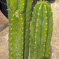 #EC125 EXACT GIANT Trichocereus Pachanoi PC Potted Cactus Specimens