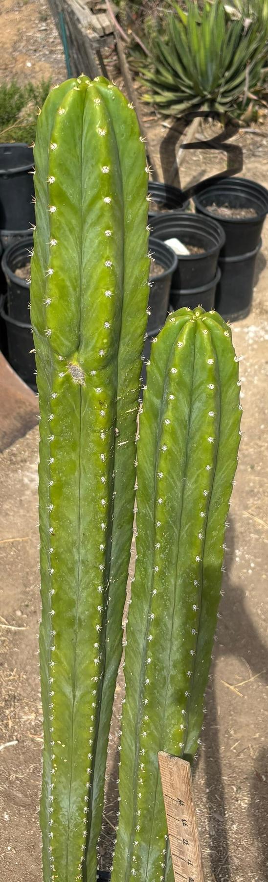 #EC125 EXACT GIANT Trichocereus Pachanoi PC Potted Cactus Specimens