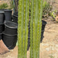 #EC125 EXACT GIANT Trichocereus Pachanoi PC Potted Cactus Specimens