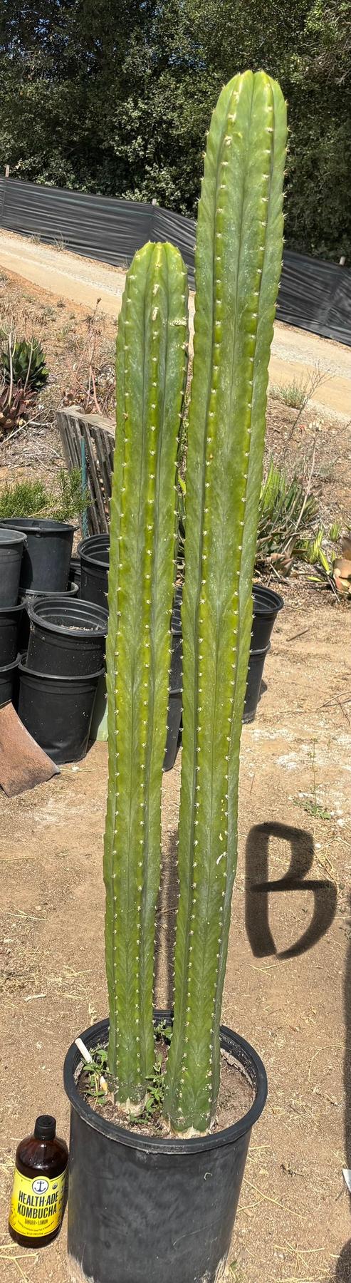 #EC125 EXACT GIANT Trichocereus Pachanoi PC Potted Cactus Specimens