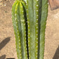 #EC125 EXACT GIANT Trichocereus Pachanoi PC Potted Cactus Specimens